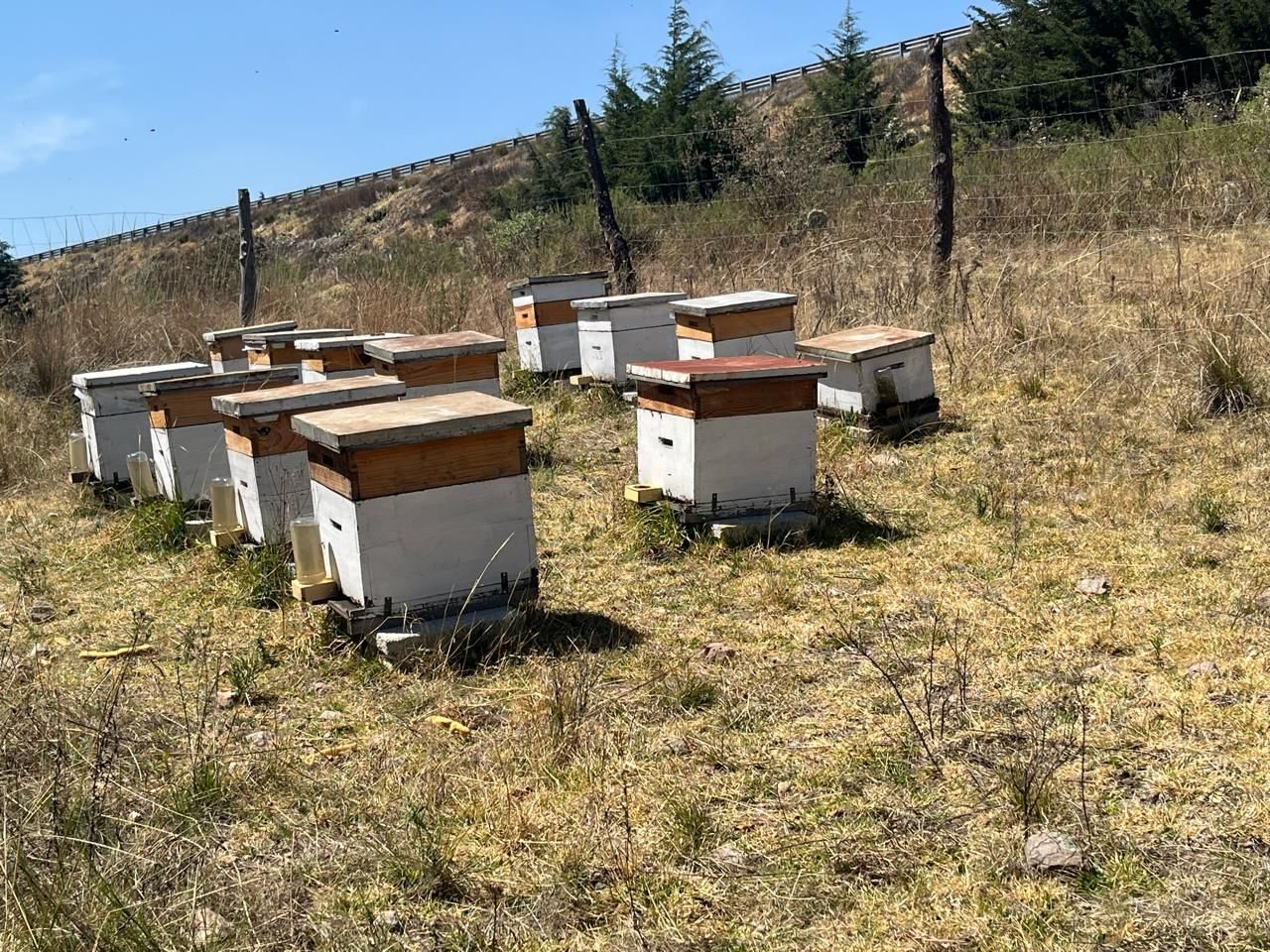 Colmenas del apiario en Rancho El Lucero